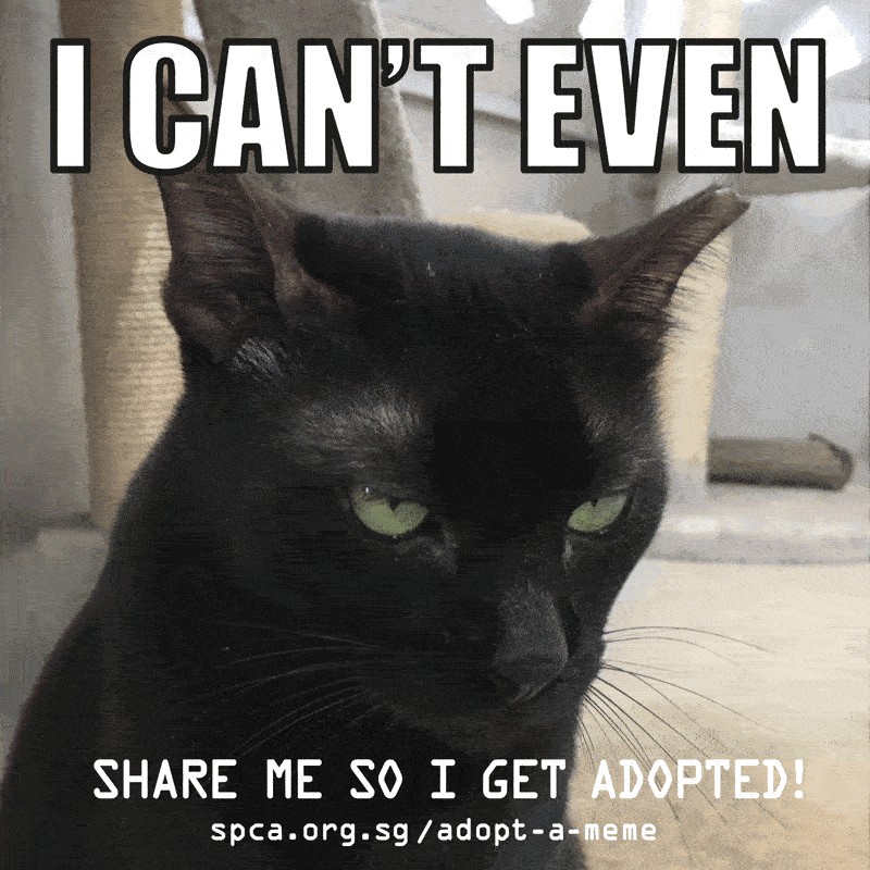 Spca Turns Adoption Announcements Into Gif Memes Spca Turns Adoption Announcements Into Gif Memes