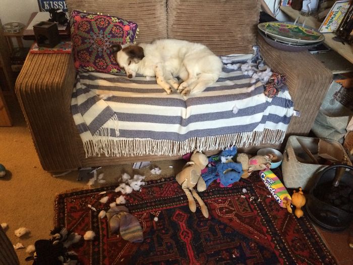 Sock Stealing, Sheep Gutting, Post Eating, Stick Chewing Make You Tired But The "staff" Deal With That