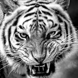 isabellagonzalez avatar