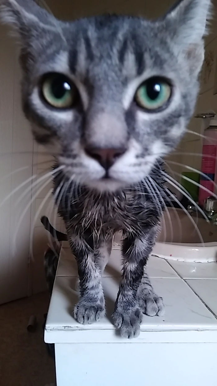 I Will Get You Back For This , You Petty Hooman