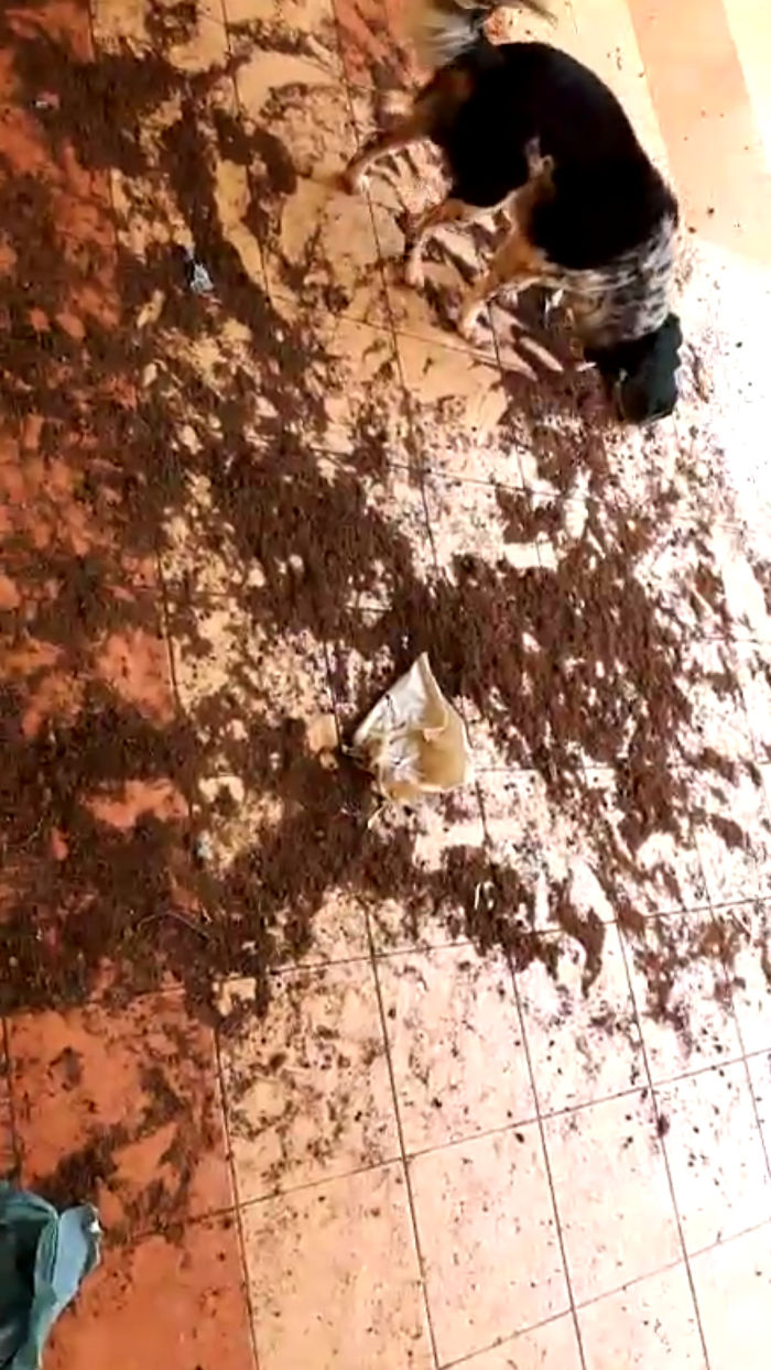 Seeing Me Upset....he Tried To Clean Up The Mess He Did By Pushing The Sand Back Into The Container 😂