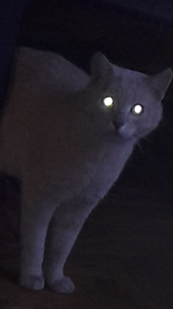 Did You Say We're Getting A Doggo?