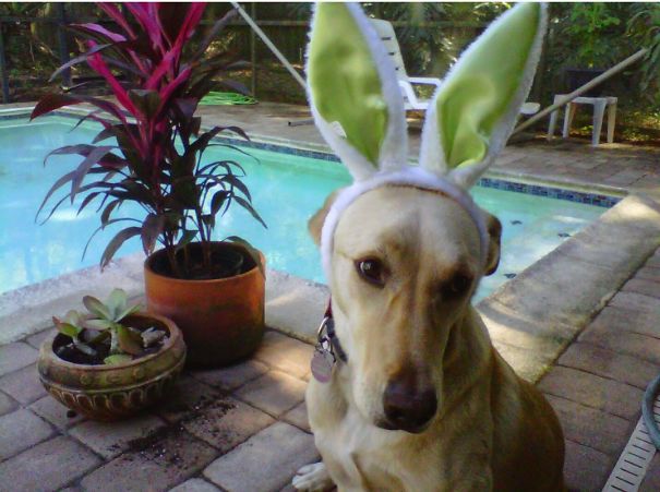 The Things This Dog Tolerates