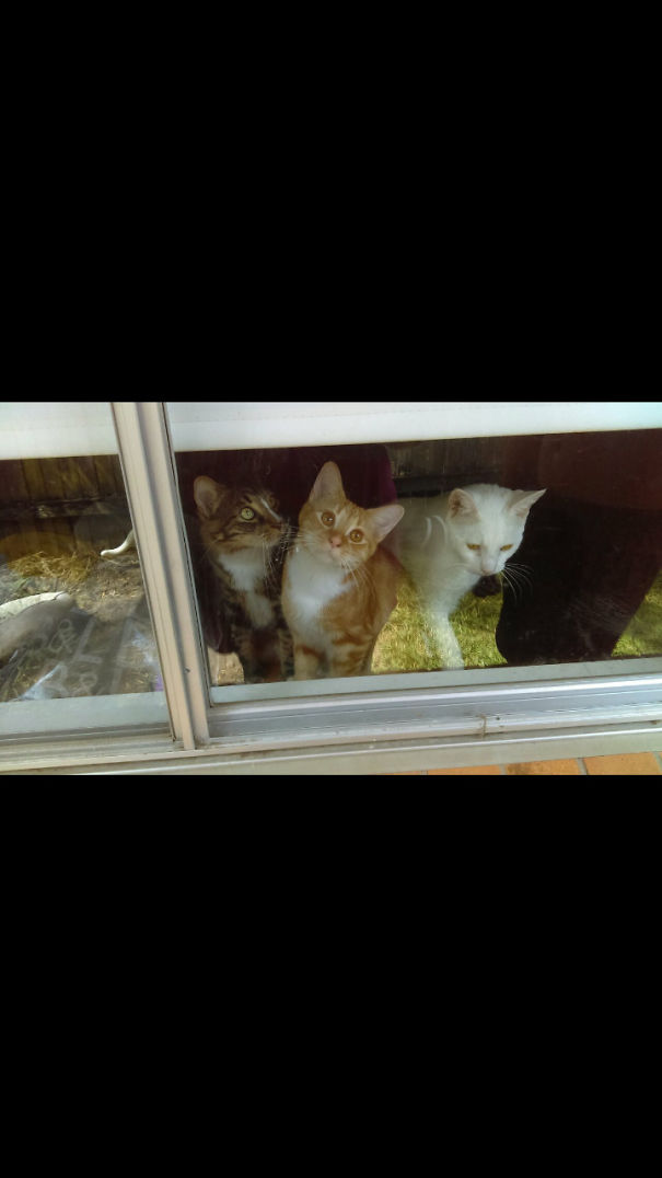 But Mum, Look At My "puppy Dog Eyes " 😍