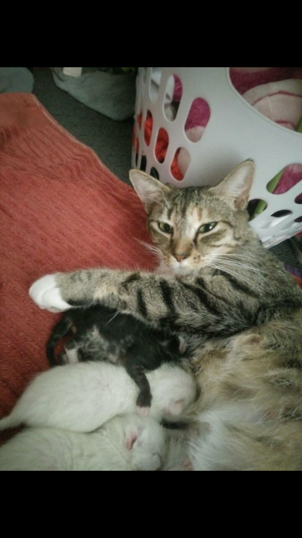 If I Have To Looo After Them, You're Not Allowed To Wake Them .....