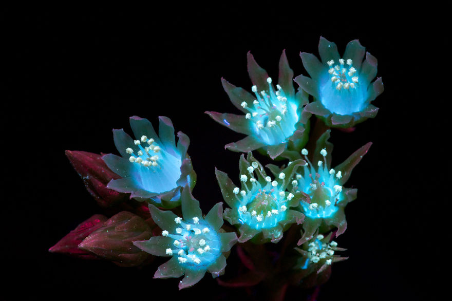 I Make Flowers Glow To Photograph Their Invisible Light