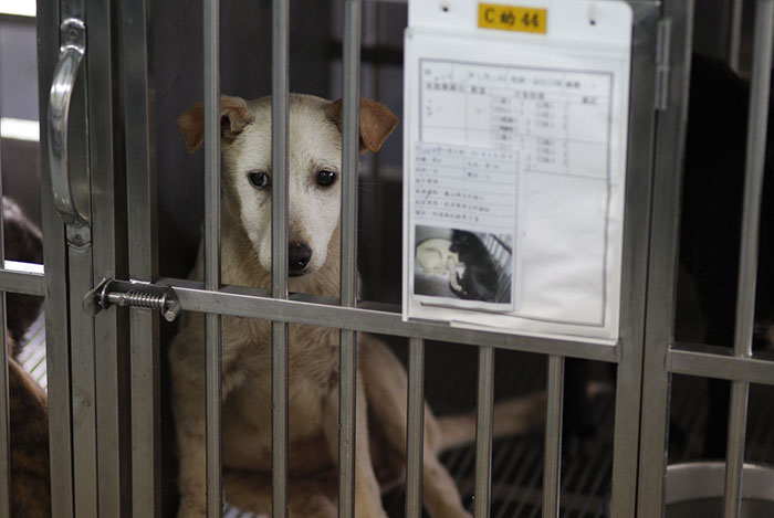 Taiwan-bans-eating-dogs-cats-meat-1 Taiwan-bans-eating-dogs-cats-meat-1