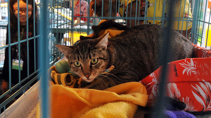 Taiwan-bans-eating-dogs-cats-meat-6 Taiwan-bans-eating-dogs-cats-meat-6