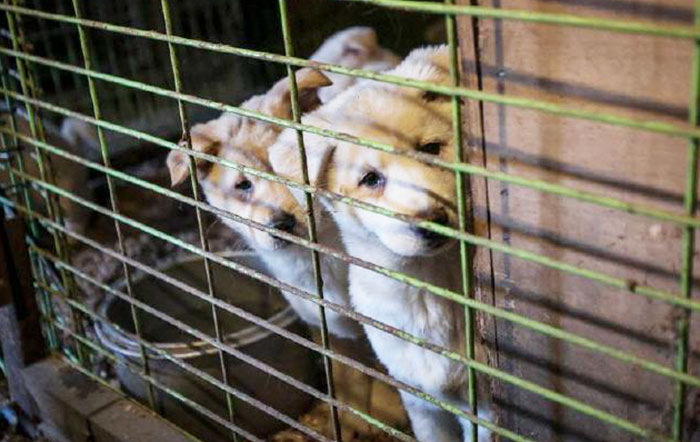 Taiwán se convierte en el 1º país asiático en prohibir comerse a gatos y perros