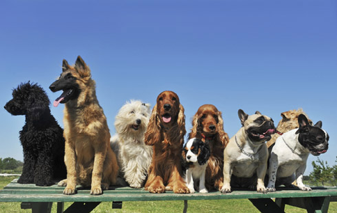 Top_10_Dogs_4574_206957133-58e1752e2cd3c.png
