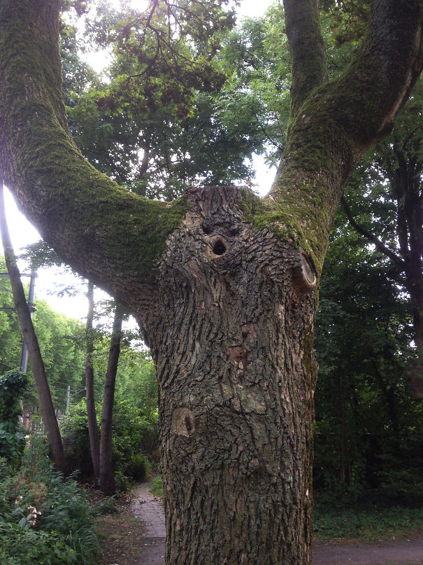 There’s A Little Monster In The Tree