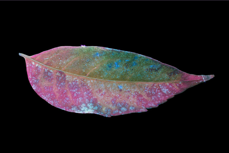 I Make Flowers Glow To Photograph Their Invisible Light