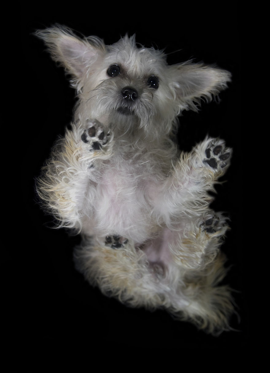 The Underdogs Project!