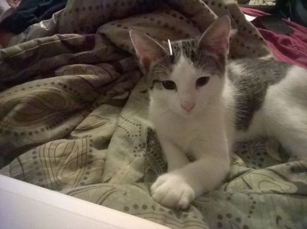 I Know You Took My Toothpick