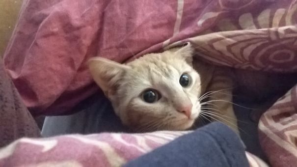 Hiding After Rummaging The Trashcan