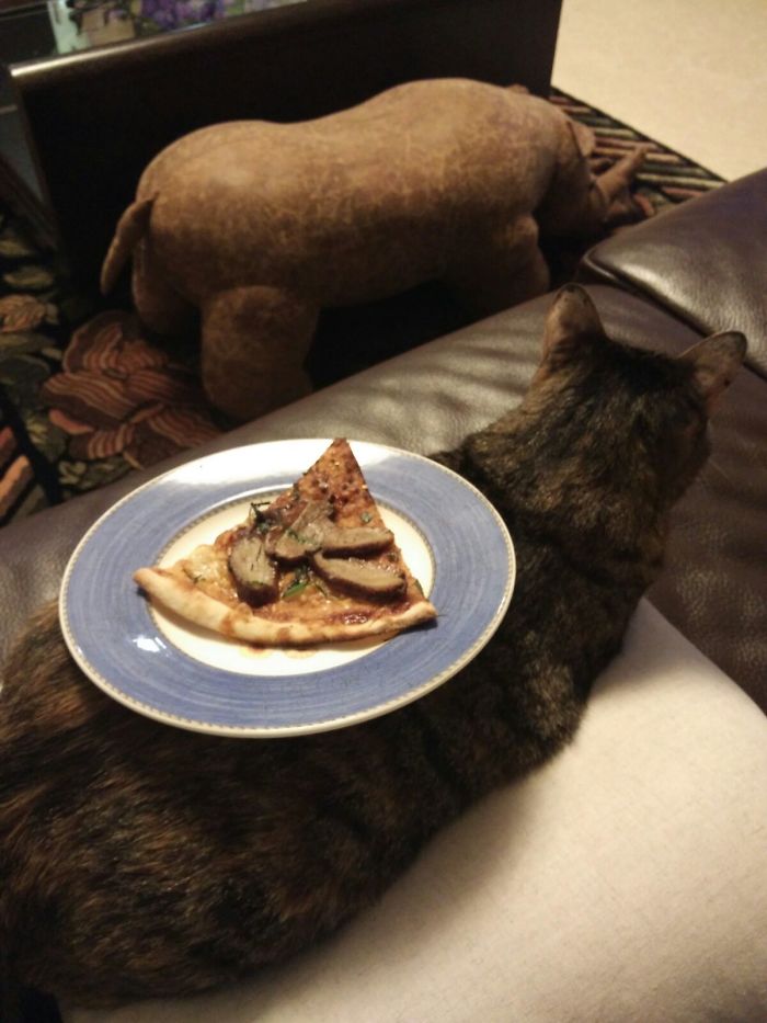 Who Needs A Coffee Table When You Have A Cat Table?