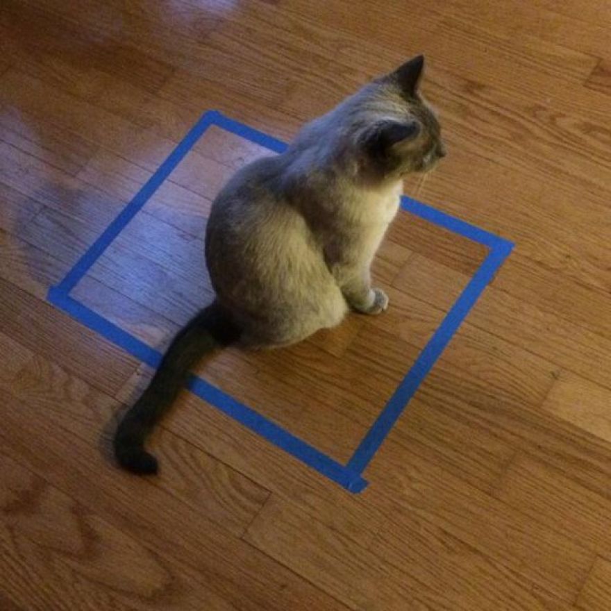 People Have Discovered The Perfect Way To Mess With Your Cat