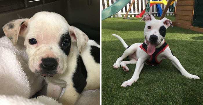 Dog Left To Die For Being Different Finally Finds Couple Who Loves Him For Who He Is