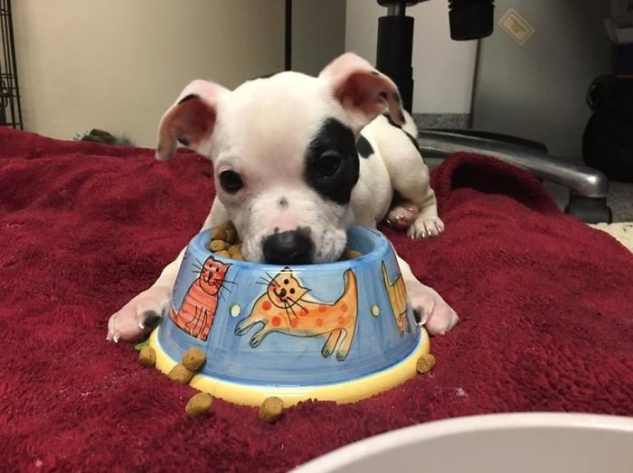 Dog Left To Die For Being Different Finally Finds Couple Who Loves Him For Who He Is Dog Left To Die For Being Different Finally Finds Couple Who Loves Him For Who He Is