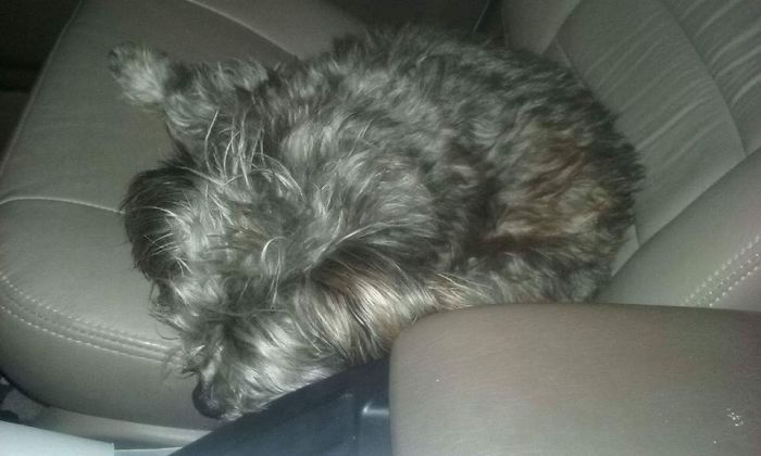 This Dog Was Tied To A Dumpster And Left With A Sad Note This Dog Was Tied To A Dumpster And Left With A Sad Note