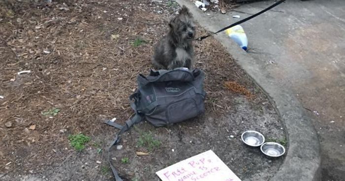 This Dog Was Tied To A Dumpster And Left With A Sad NoteThis Dog Was Tied To A Dumpster And Left With A Sad Note