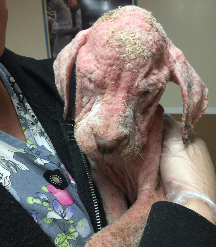 abandoned-puppies-lost-hair-mange-1 abandoned-puppies-lost-hair-mange-1