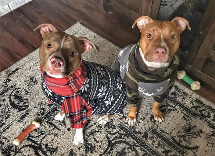 abandoned-puppies-lost-hair-mange-12