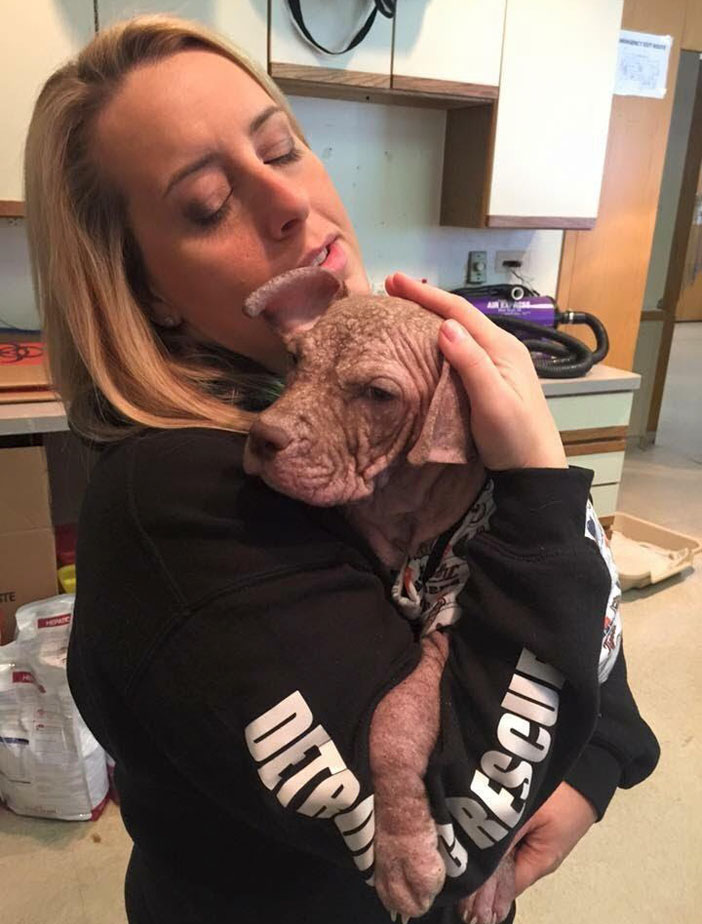 abandoned-puppies-lost-hair-mange-3 abandoned-puppies-lost-hair-mange-3