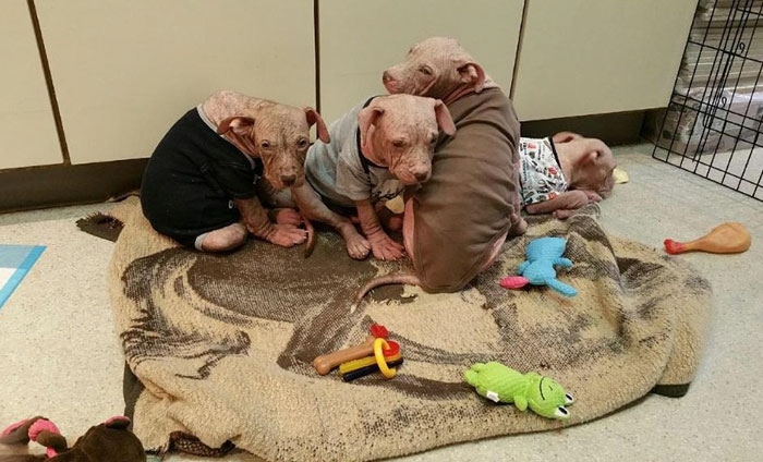 abandoned-puppies-lost-hair-mange-7 abandoned-puppies-lost-hair-mange-7