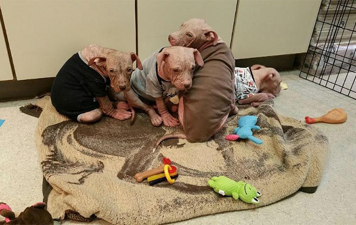 After Horrible People Abandoned These Puppies, They Got So Sick They Had Lost All Their Fur