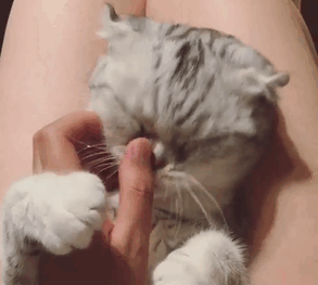 Adorable-big-eyed-hana-kitty