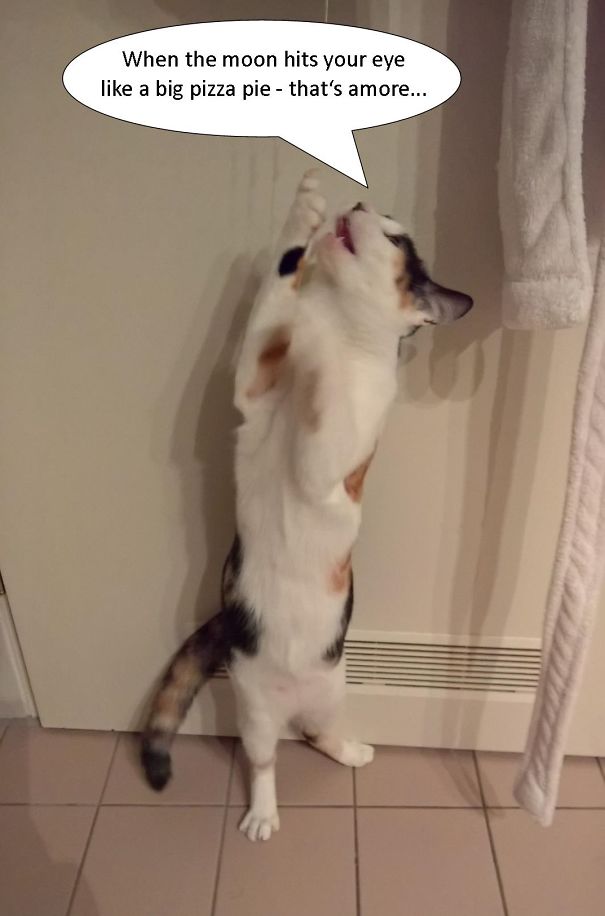 Cat With Capricious Airs