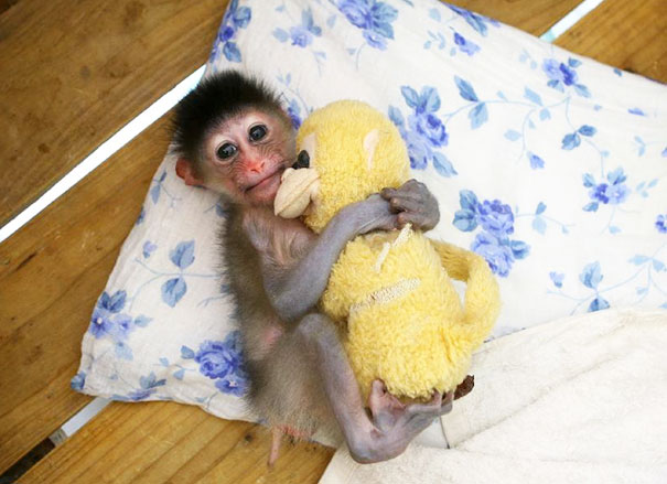 Baby Mandril Cuddles His Stuffy