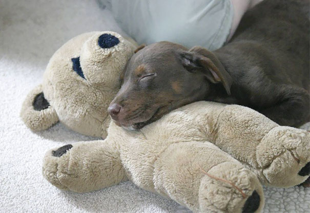 Imagine What This Little Puppy Is Dreaming About
