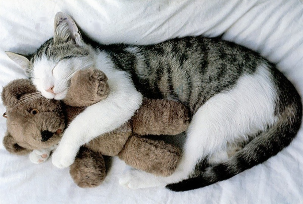 Teddies Make Everything Better