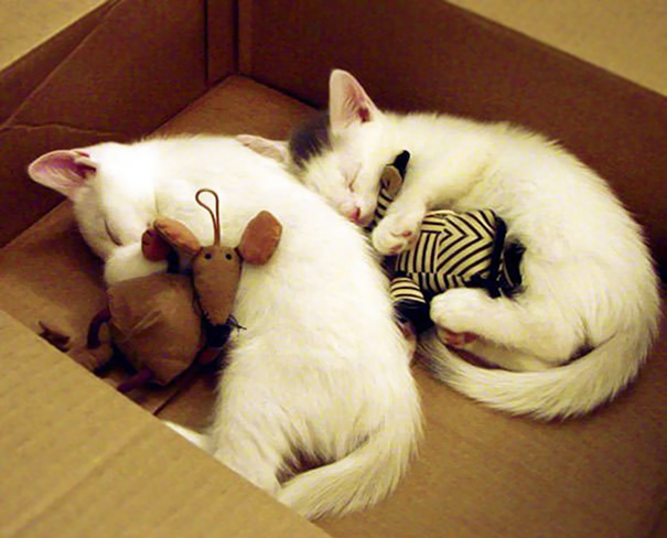 Heart Melting Kitties