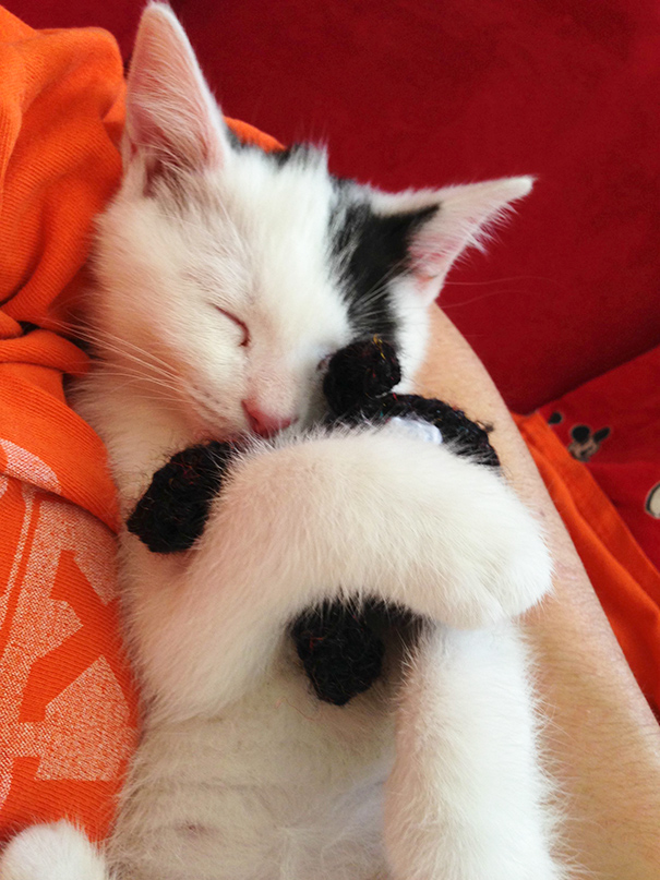 My Kitten Fell Asleep Hugging His Favourite Stuffed Animal