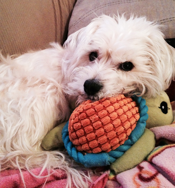 His Adoption Forms Said "No Interest In Toys"