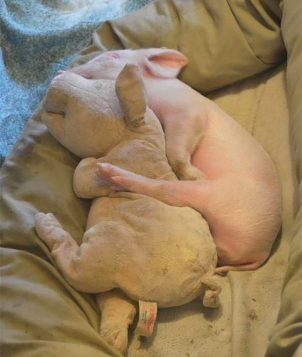 He Found A Stuffed Friend