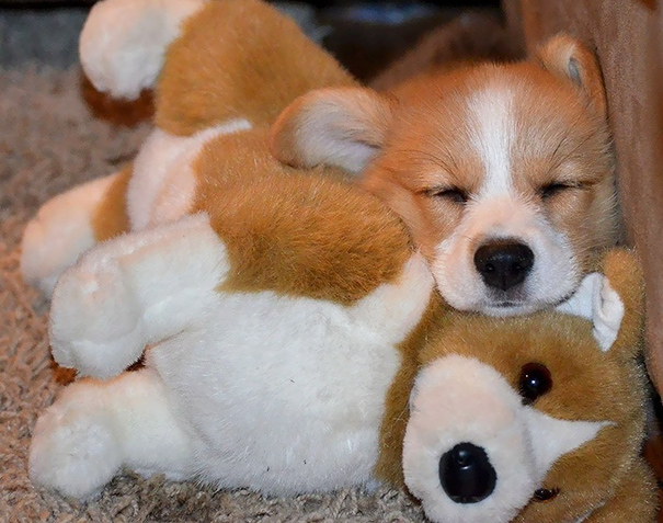 Corgi With Her Corgi Toy