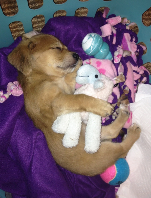 He Loves And Hates His Chew Toy. It's His Snuggie When He's Sleeping And His Arch Nemesis When He's Awake