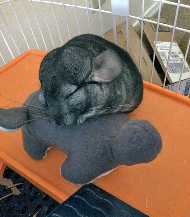 My Chinchilla Cuddling With His Stuffed Chinchilla