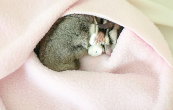 Glider Having A Snuggle-Fest