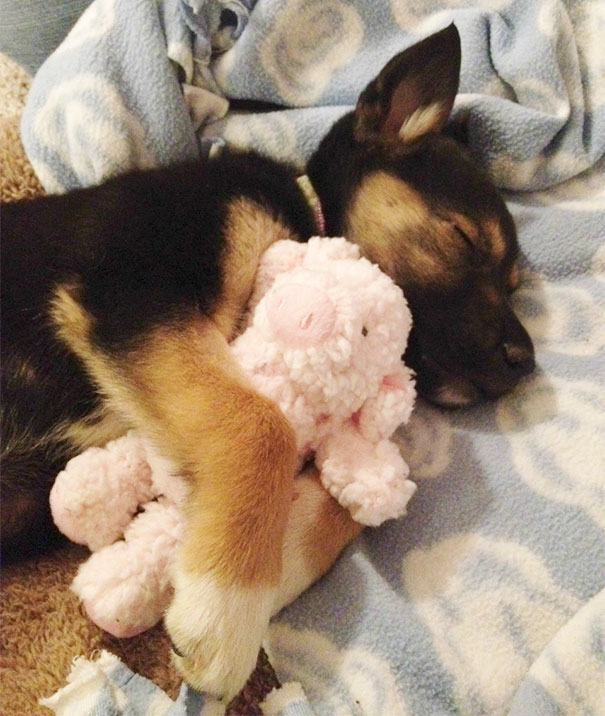 Just Cuddling With His Favorite Toy