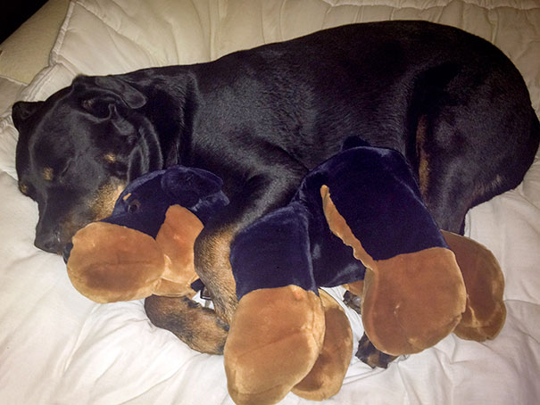 Big Dogs Need To Snuggle Too