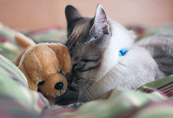 Everyone Needs Someone To Cuddle With