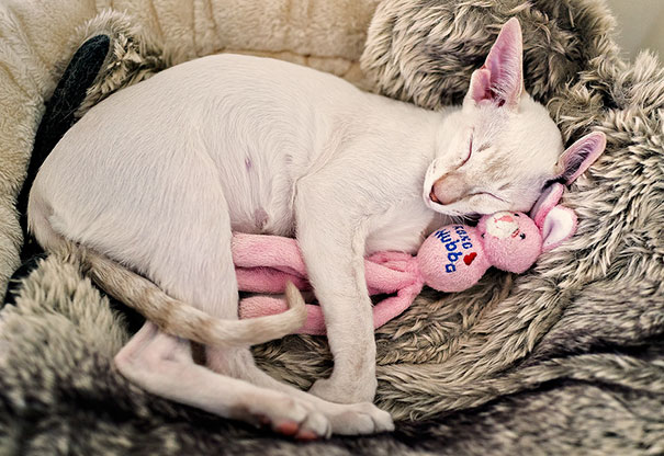 Alice Snuggling Up To Her Favourite Toy