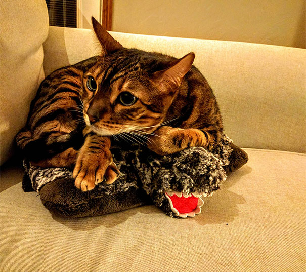 Raja's Brother Won't Cuddle With Her. She Found A New Cuddle Buddy