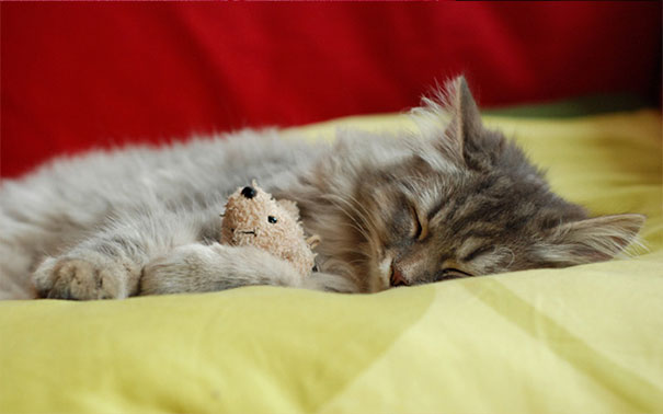 Love At First Sight – She Stole Mouse Attached To My Keys. Now She “Kills” It Every Night