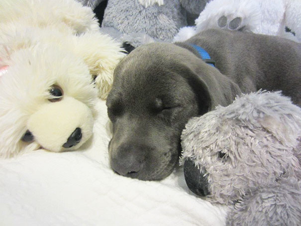 Taking A Nap With The Squad